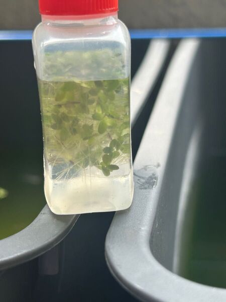 完全無農薬 金魚のエサ 青浮き草90mlタレビン