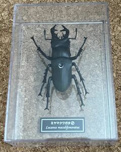 ◇ミヤマクワガタ オス リアル フィギュア 中古 実物大 本当そっくり 日本の昆虫