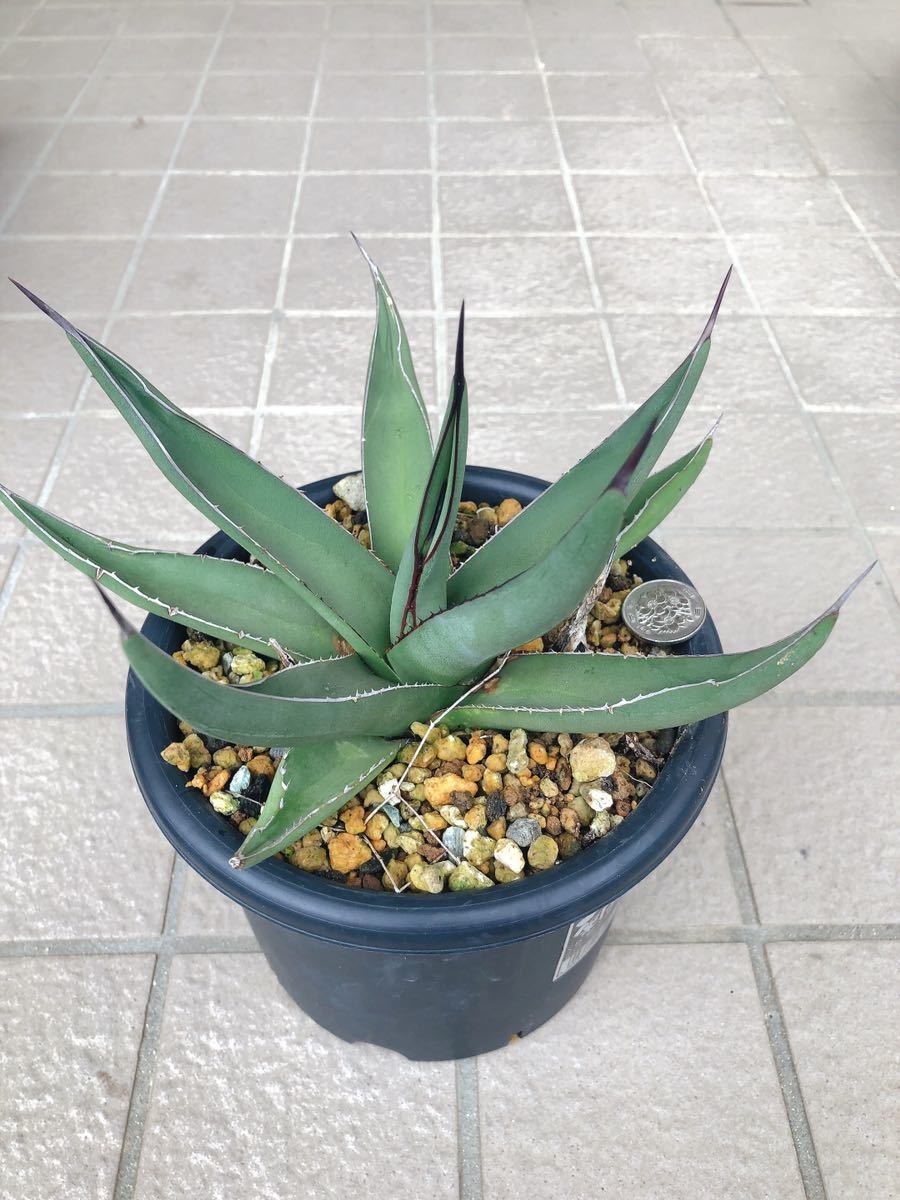 注目の福袋! シャークスキン 白覆輪斑 アガベ 斑入り 植物/観葉植物