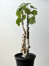 Adenia aculeata アデニア アクレアータ 挿木　検)塊根植物 コーデックス パキポディウム パキプス 多肉植物 _画像7