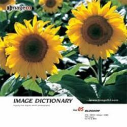 [ used ] image ti comb .na Lee Vol.85 flower 2