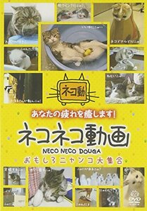 [Используется] Cateco Douga ~ Интересный большой набор Nyanko ~ [DVD]