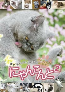 【中古】 にゃんこんと2~キャット驚くオモシロねこ動画 ホントはこんなこと言ってたりして~ [DVD]