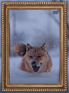 【中古】 レオナルド犬プリオ (通常盤) [DVD]