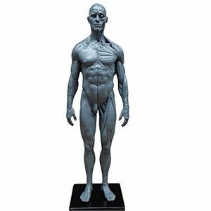 【中古】 人体模型 筋肉模型 高品質解剖模型 30cm 医学模型 人体解剖 医学教育 整形外科 男性 / 女性 男性