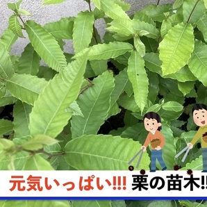 栗の苗木10本/2023年発芽/大粒の栗/幼木/植木/庭木/盆栽用/盆栽/筑波/銀寄せ/利平/丹沢