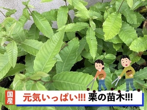 栗の苗木10本/2023年発芽/大粒の栗/幼木/植木/庭木/盆栽用/盆栽/筑波/銀寄せ/利平/丹沢