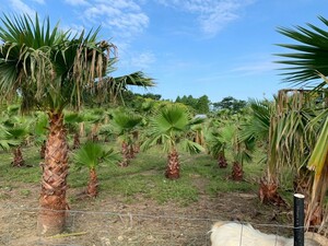  sample photograph # Washington cocos nucifera * photograph 2 sheets eyes is . height 1.5m* pickup limitation *. height 1m=55000 jpy large small sama . equipped. on site seeing . decision . please 