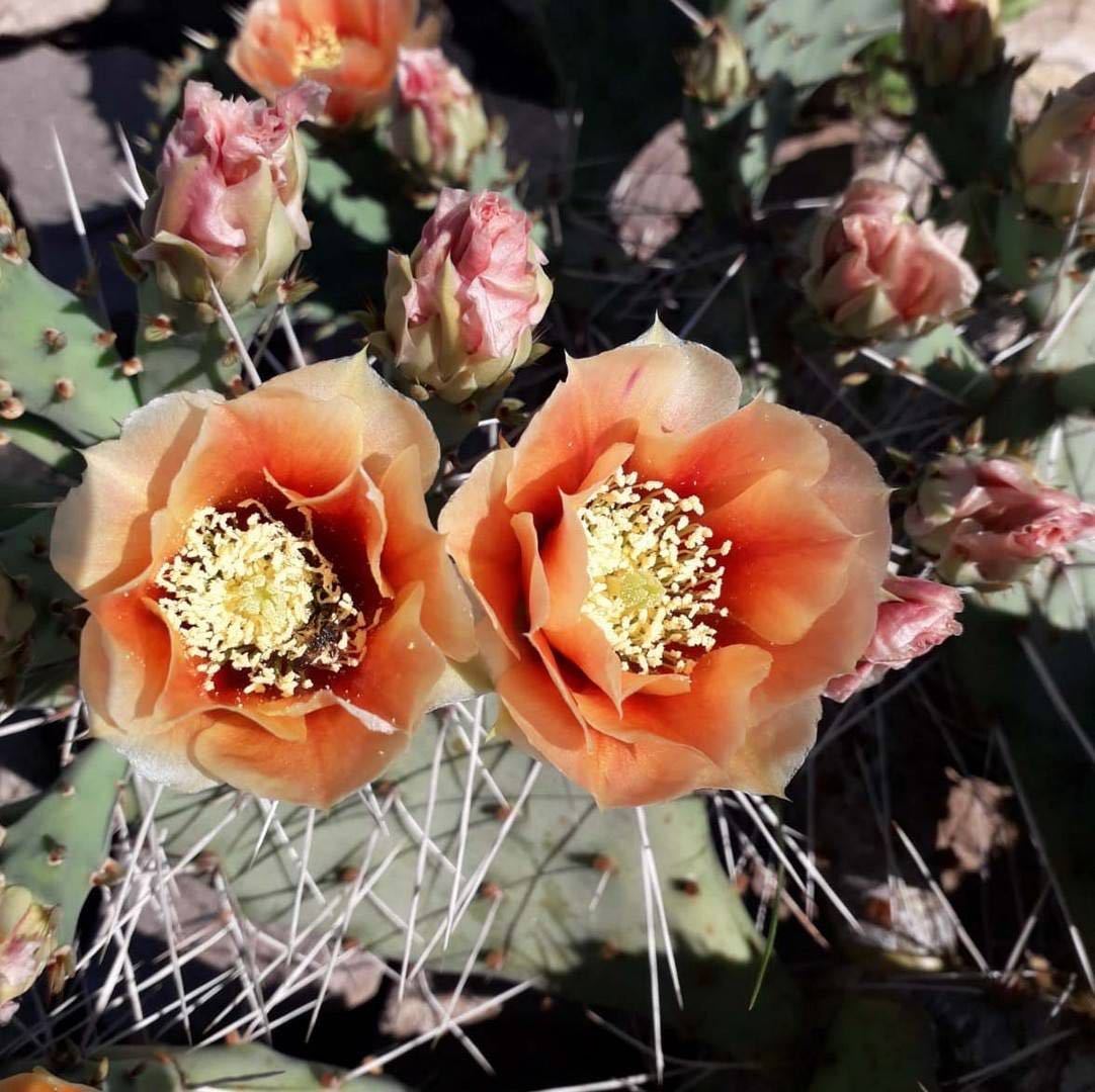 opuntia phaeacantha v.camanchica cv.salmonea オプンチア サボテン