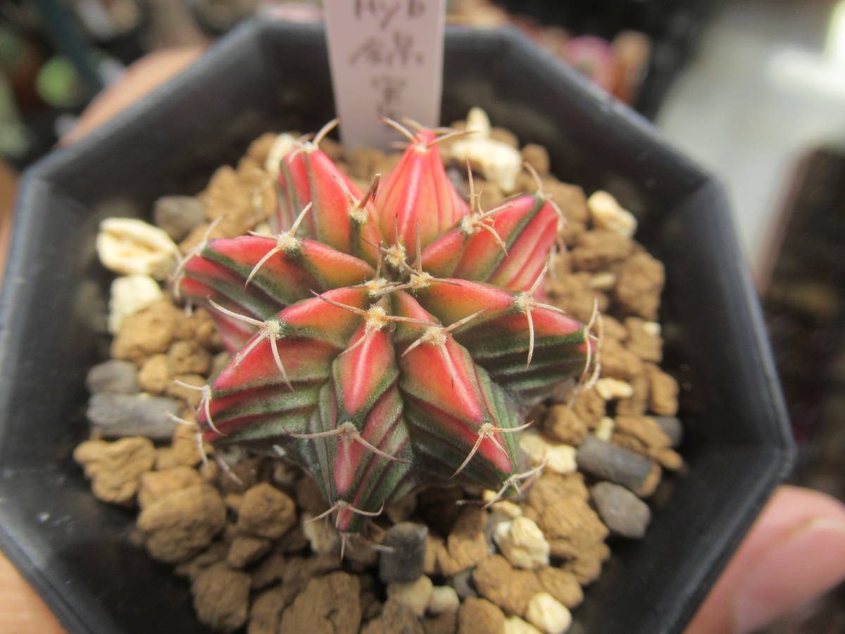 ヤフオク! -「lb2178」(サボテン) (観葉植物)の落札相場・落札価格