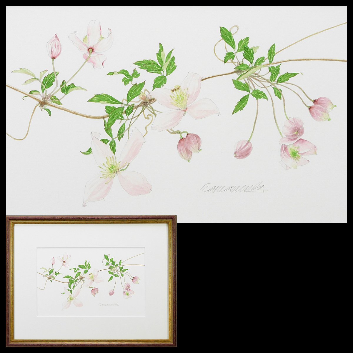 Toyoo Tamamura Clematis montana watercolor painting 2008 Framed dedication Special box Father Katohisa Tamamura Essayist s23070202, painting, watercolor, Nature, Landscape painting