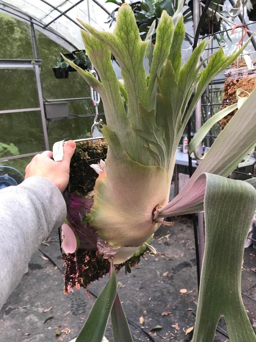 ヤフオク! -「§north」(観葉植物) の落札相場・落札価格