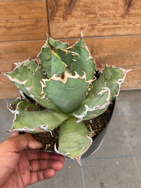 憧れ アガベ 白灵 チタノタ 植物/観葉植物 - education.semel.ucla.edu