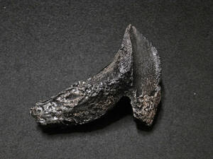 恐竜トリケラトプスの歯化石(レプリカ・複製標本)ケースなし