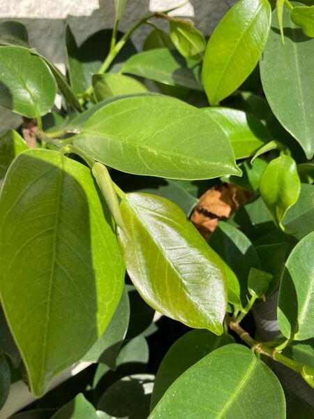 ガジュマル 挿し木苗 2本 葉がきれい 観葉植物 ミニ盆栽 ハイドロボール