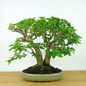 盆栽 岩四手 樹高 約24cm いわしで Carpinus turczaninovii イワシデ カバノキ科 落葉樹 観賞用 現品