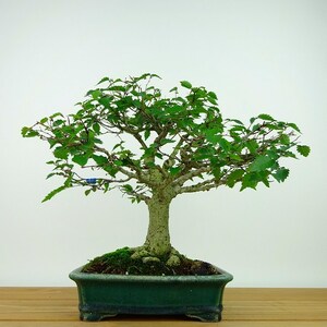  бонсай дзельква высота дерева примерно 25cm дзельква Zelkova serratakeyaki. лист nire.keyaki. листопадные растения .. для на данный момент товар 