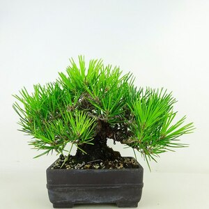 盆栽 松 黒松 樹高 約16cm くろまつ 高級盆栽 Pinus thunbergii クロマツ マツ科 常緑針葉樹 観賞用 小品 現品