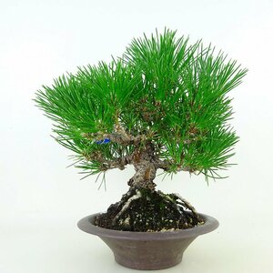 盆栽 松 黒松 樹高 約22cm くろまつ Pinus thunbergii クロマツ マツ科 常緑針葉樹 観賞用 現品