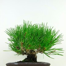 盆栽 松 黒松 樹高 約16cm くろまつ Pinus thunbergii クロマツ マツ科 常緑針葉樹 観賞用 小品 現品_画像3