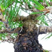 盆栽 松 黒松 樹高 約16cm くろまつ Pinus thunbergii クロマツ マツ科 常緑針葉樹 観賞用 小品 現品_画像7
