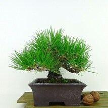 盆栽 松 黒松 樹高 約16cm くろまつ Pinus thunbergii クロマツ マツ科 常緑針葉樹 観賞用 小品 現品_画像2