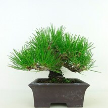 盆栽 松 黒松 樹高 約16cm くろまつ Pinus thunbergii クロマツ マツ科 常緑針葉樹 観賞用 小品 現品_画像1