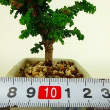 盆栽 桧 石化桧 ミニ盆栽 樹高 約10cm せっかひのき Chamaecyparis obtusa セッカヒノキ ヒノキ科 常緑樹 観賞用 小品 現品_画像6