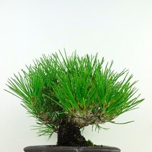 盆栽 松 黒松 樹高 約16cm くろまつ Pinus thunbergii クロマツ マツ科 常緑針葉樹 観賞用 小品 現品_画像5