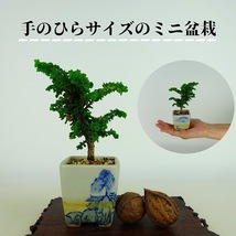 盆栽 桧 石化桧 ミニ盆栽 樹高 約10cm せっかひのき Chamaecyparis obtusa セッカヒノキ ヒノキ科 常緑樹 観賞用 小品 現品_画像2