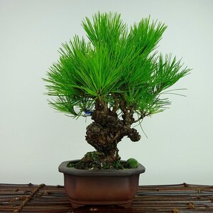 盆栽 松 赤松 樹高 約24cm あかまつ Pinus densiflora アカマツ red pine マツ科 常緑樹 観賞用 現品