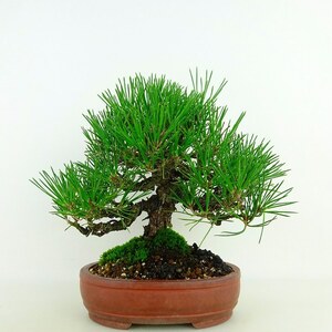  bonsai pine Japanese black pin height of tree approximately 20cm....Pinus thunbergii black matsumatsu. evergreen needle leaved tree .. for small goods reality goods 