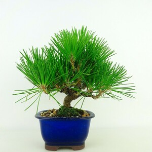 盆栽 松 黒松 樹高 約17cm くろまつ Pinus thunbergii クロマツ マツ科 常緑針葉樹 観賞用 小品 現品