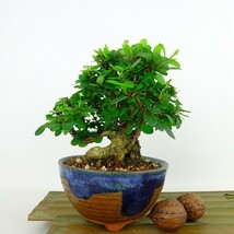 盆栽 目木 樹高 約13cm めぎ Berberis thunbergii メギ メギ科 落葉樹 観賞用 小品 現品_画像2