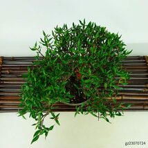 盆栽 縮緬葛 樹高 約16cm ちりめんかずら tirimenkazura チリメンカズラ テイカカズラ属 つる性 常緑樹 観賞用 小品 現品_画像8