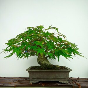  bonsai . leaf height of tree approximately 20cm maple Acer palmatummomiji maple . deciduous tree .. for small goods reality goods 