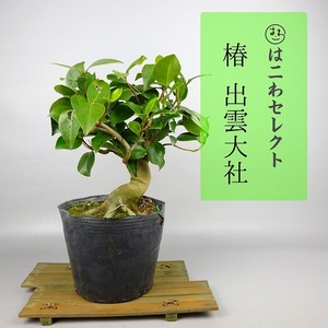 盆栽 椿 出雲大社 樹高 約25～28cm つばき Camellia japonica ツバキ 花物 ツバキ科 常緑樹 観賞用 数量物 セレクト