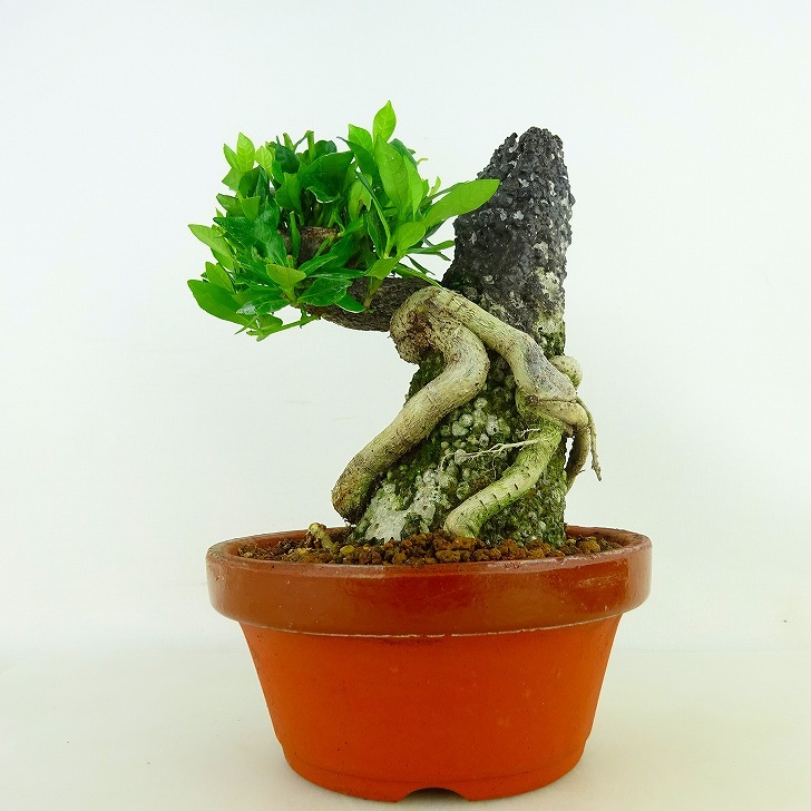 盆栽 梔子 くちなし Gardenia jasminoides クチナシ 斑入り アカネ科