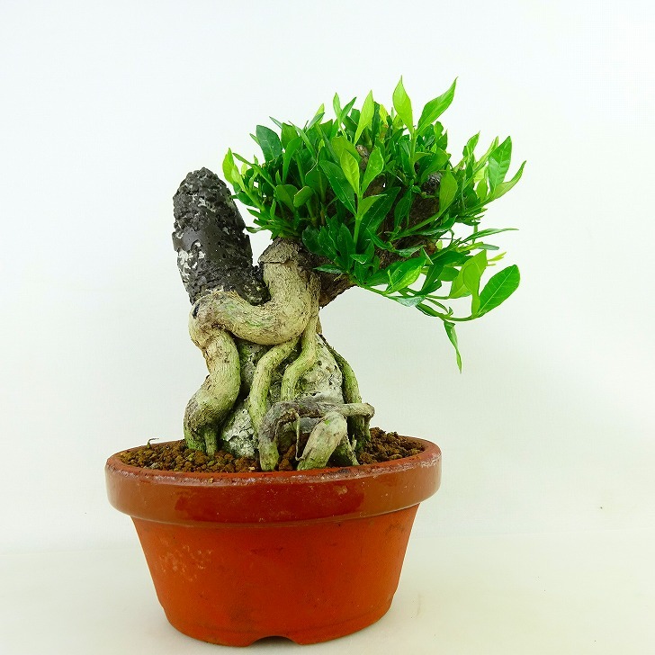 盆栽 梔子 くちなし Gardenia jasminoides クチナシ 斑入り アカネ科