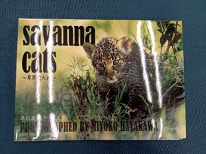 savanna cats 早川美代子