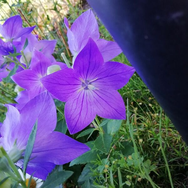 桔梗の苗　2苗　花の苗　宿根草　抜き苗　4/29写真撮影掲載中　ポットのまま発送