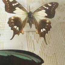 標本 ミドリメガネアゲハ A7 ニューギニア産 オス・メス アゲハ蝶 蝶々 _画像9