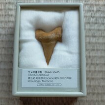 サメの歯　化石　Shark tooth 第三紀　始新世　約5000万年前　Tokyo Science Co.,Ltd_画像1