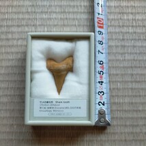 サメの歯　化石　Shark tooth 第三紀　始新世　約5000万年前　Tokyo Science Co.,Ltd_画像4