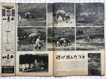 【1952年】アサヒグラフ 1952年 11月19日号 朝日新聞社 昭和27年 雑誌 グラフ誌 昭和レトロ 上田洋子 海軍燃料廠 銀座火災 静かなる男_画像8