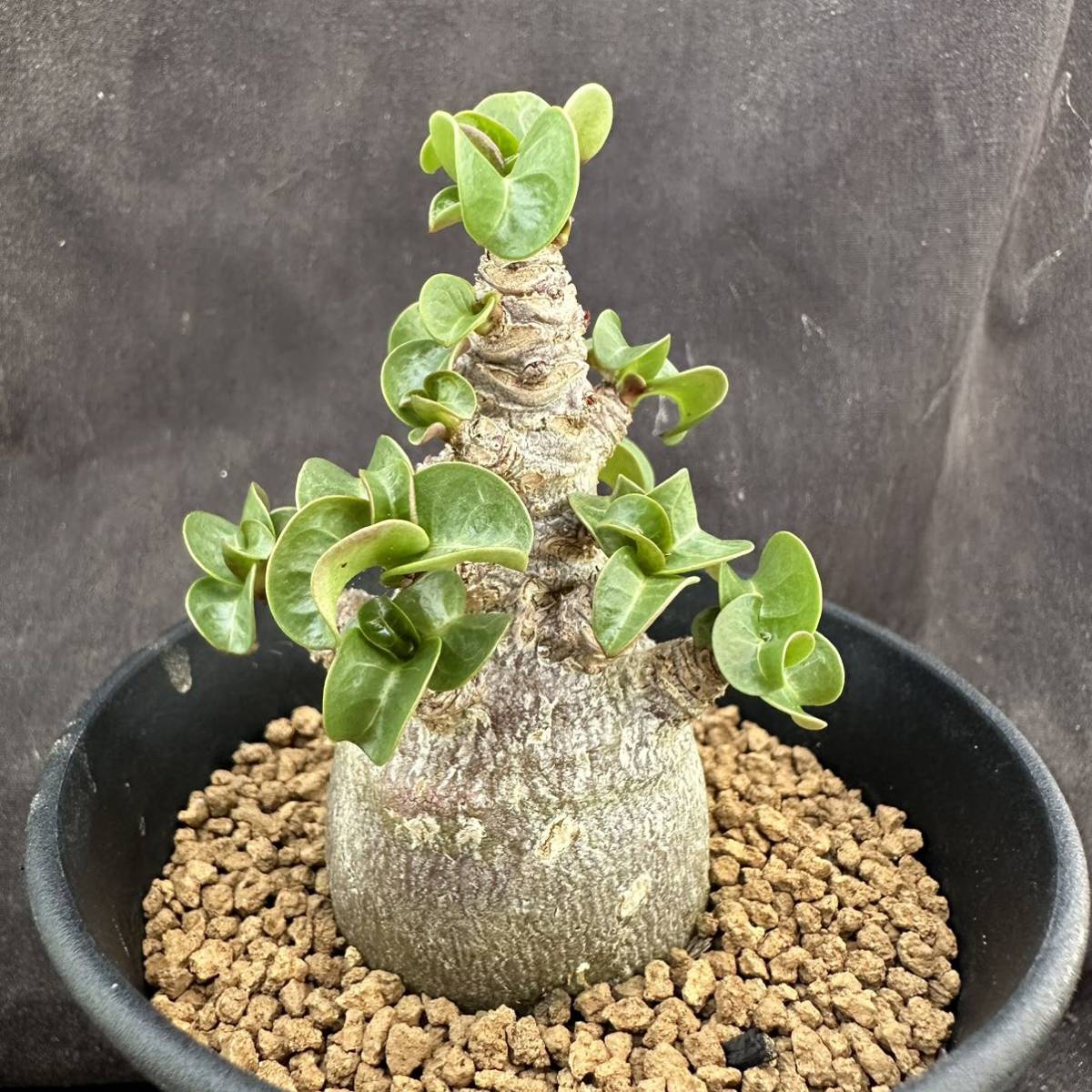 値引きする o89 o40アデニウム 塊根植物 獅子葉 葉巻 コーデックス