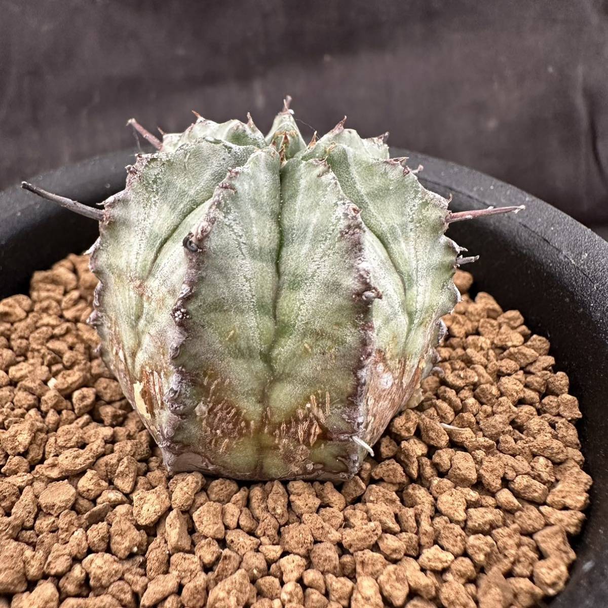 ☆サボテン・多肉植物☆864 ☆ユーフォルビア ホリダ げんこつタイプ
