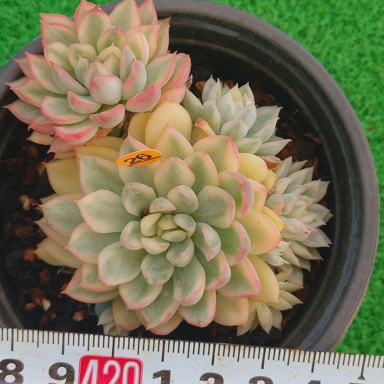 超人気 スーパーブロウ錦 エケベリア 多肉植物 韓国苗 植物/観葉植物