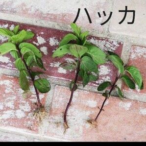 数量限定★ハッカホクト 抜き苗3本 無農薬 自然農法