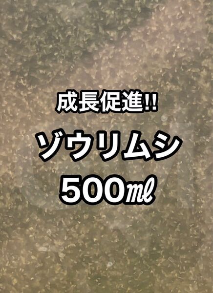 【GMめだか】ゾウリムシ 500ml →インフゾリア 生き餌 活き餌 成長促進 メダカ 針子 稚魚 金魚 熱帯魚 ミジンコ